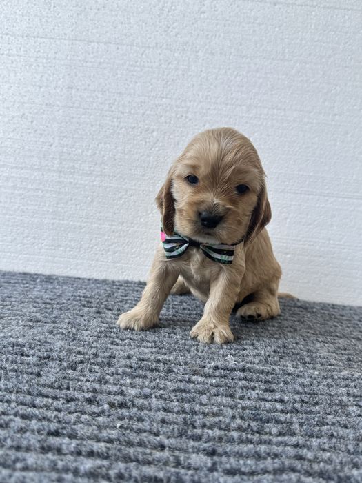 Fetita Cocker spaniel engelz