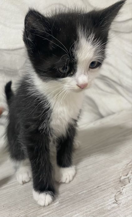 Отдам котят 1 месяц