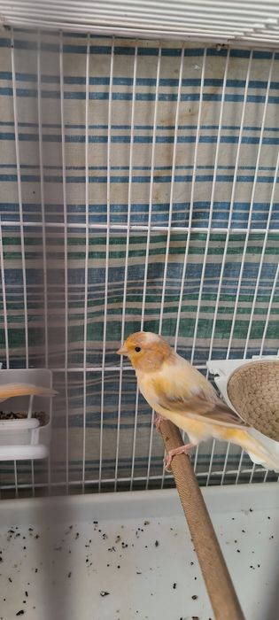 Продаётся Канарейка