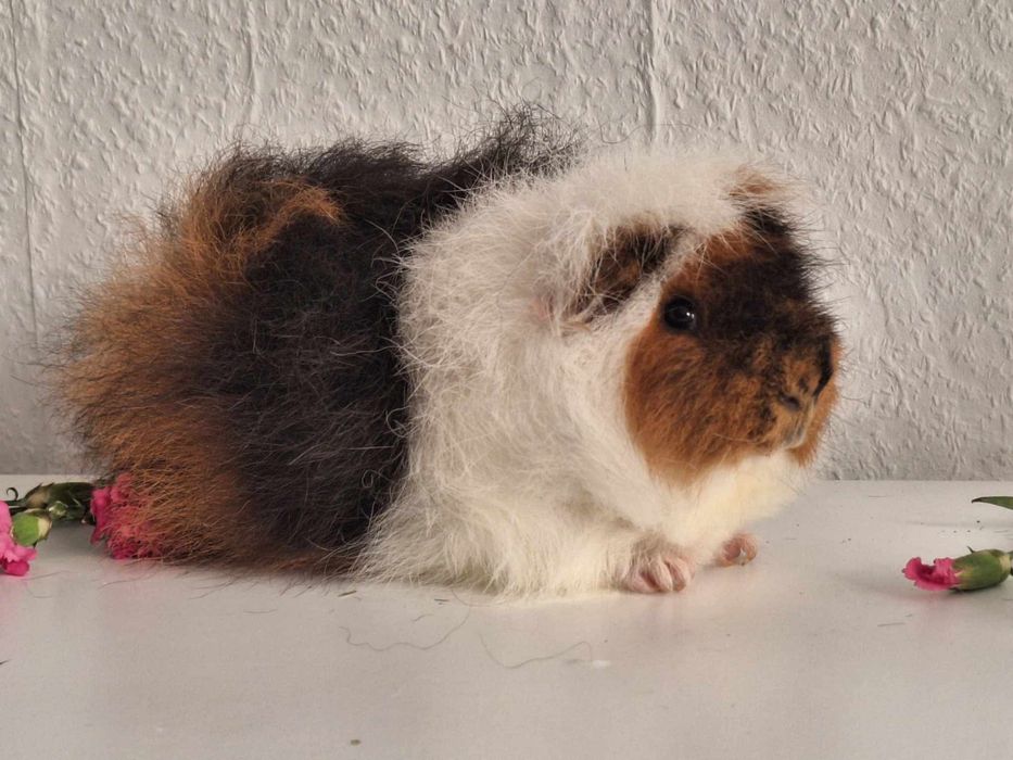 Porcusor de Guineea rasa Teddy Elvetian varsta 4 saptamani baiat