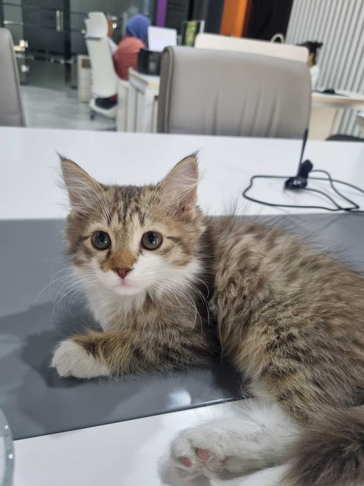 Котёнок Норвежской лесной кошки, мальчик, 3 месяца