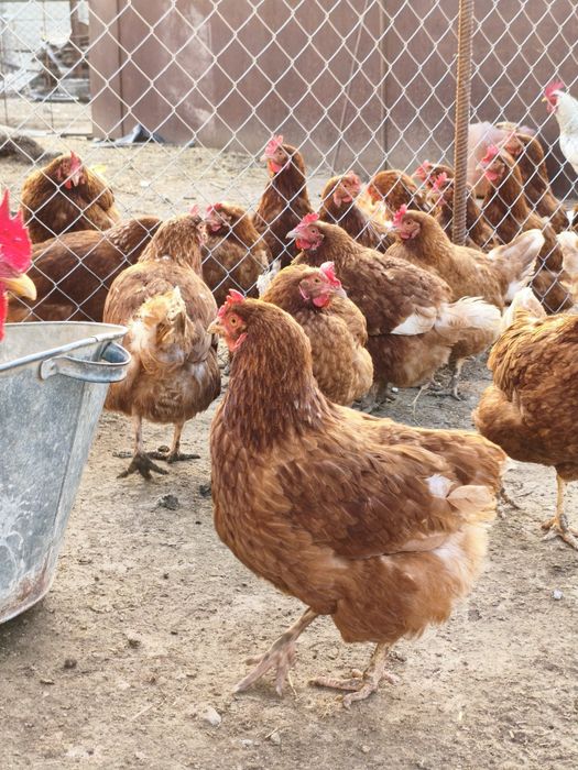 Тауық сатылады Ламан браун