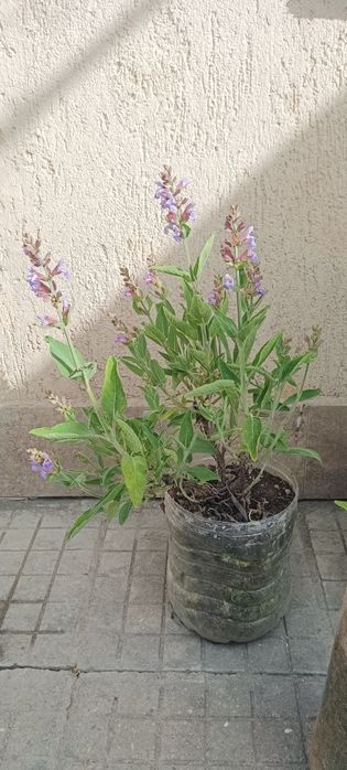 Продавам алое,салвия,евонимус,чашкодрян и делосперма