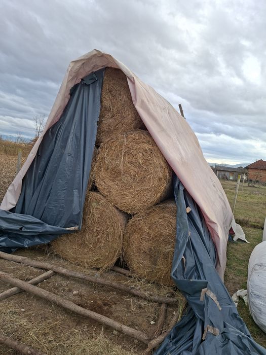 Baloti de fan si  lucerna infoliata