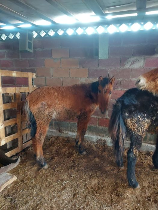 Жабағы еркек соғым