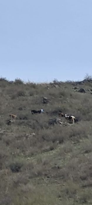 Сиыр тана бұқа..