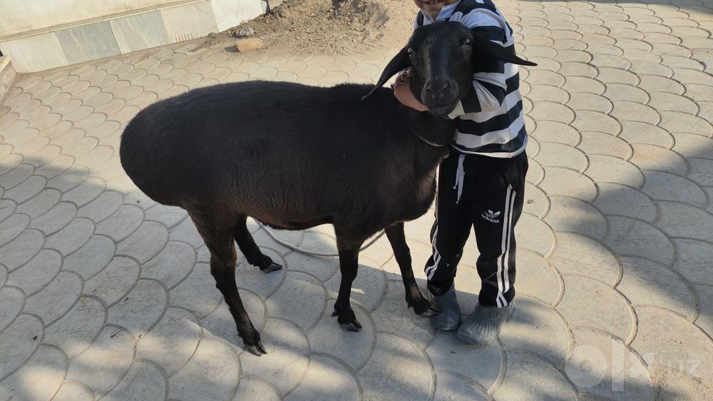 Hisori qoy..tumorli haqiqiy surxandaryo qoyi.
