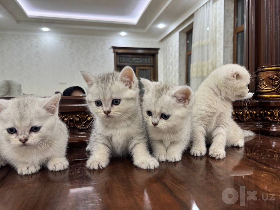 Красивые плюшевые малыши от породистых родителей серебристые шиншиллы