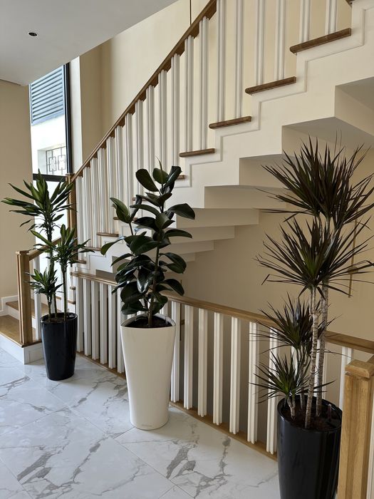 Скидка! Gul + tuvak растения + горшок