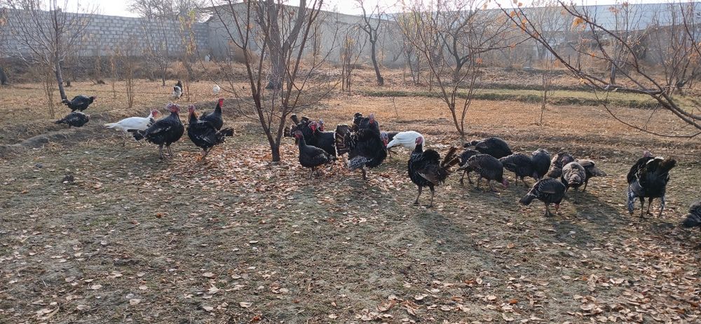 Курка сотилади манзил жондор