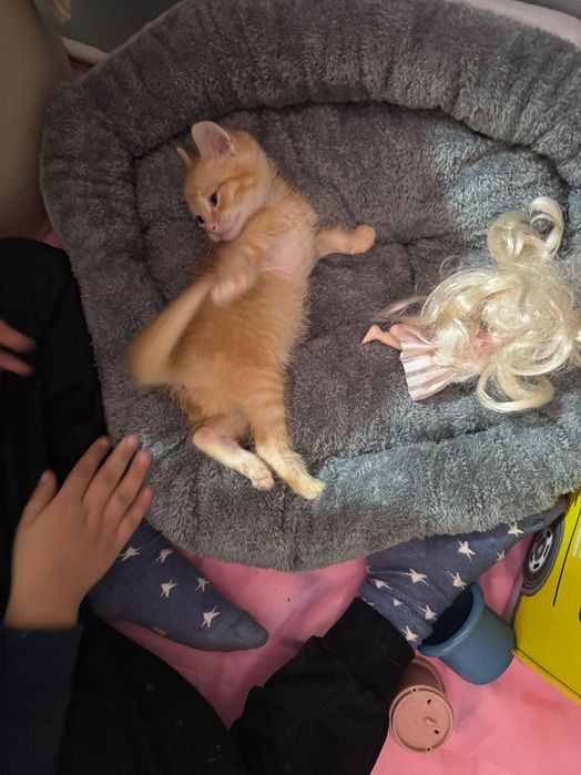 Отдам в хорошие руки котенка