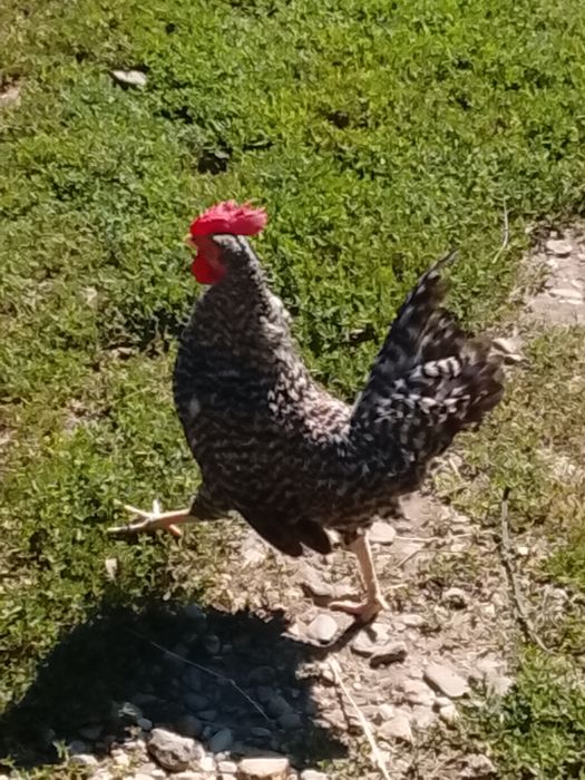 Cocoșei pitici tineri