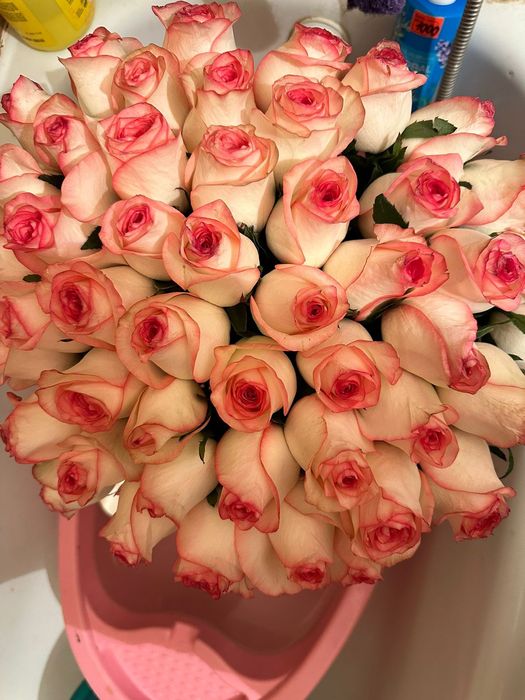 Цветы голландские розы 51 штук