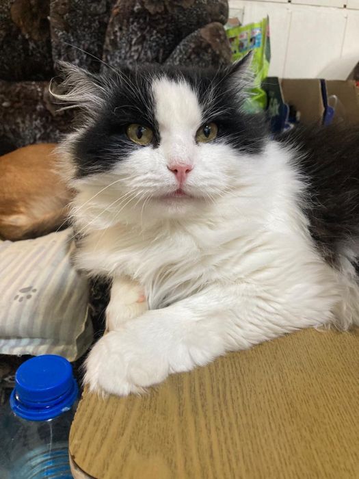 Кот молодой кастрирован ищет дом! Костанай!