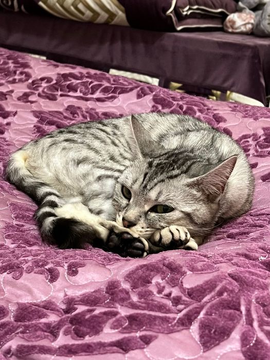 Кошка в добрые руки
