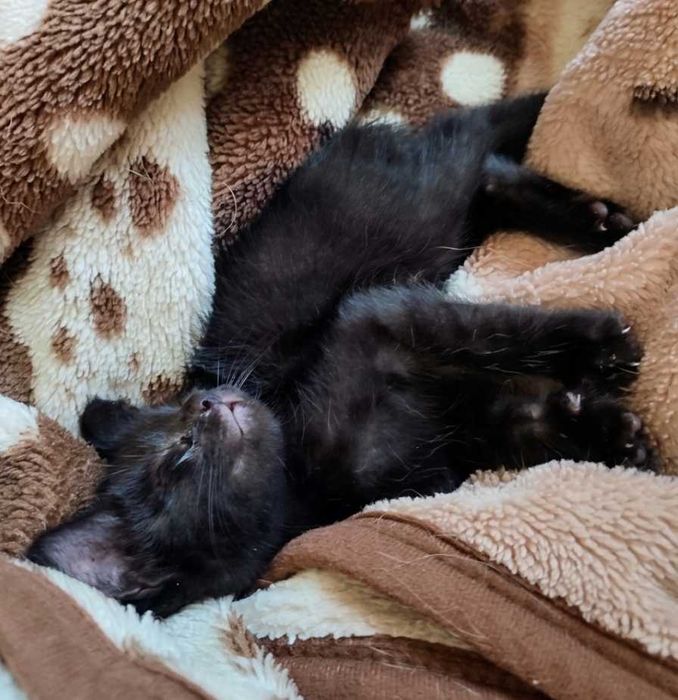 Котёнок ищет любящею семью и уютный дом