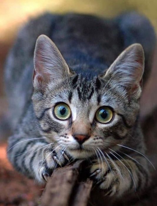 Ласковая девочка в добрую семью