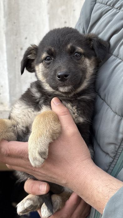 Щенки в добрые ручки