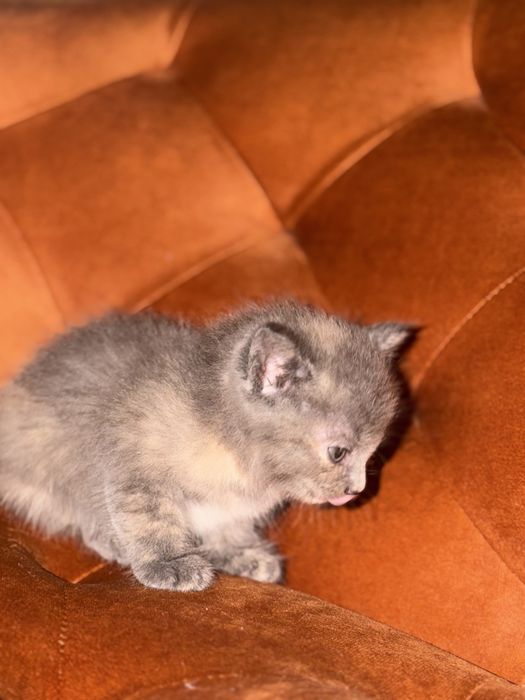 Отдам котёнка в добрые руки
