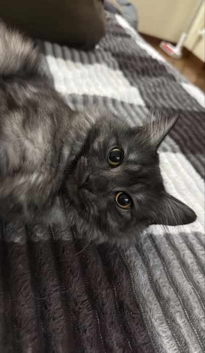 Кота Чиби в добрые руки