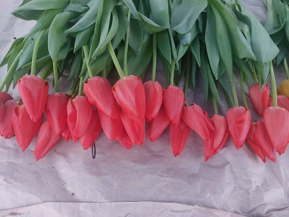 Цветый. Тюльпаны на 8 марта