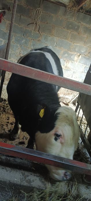 Продам быков 6 голов