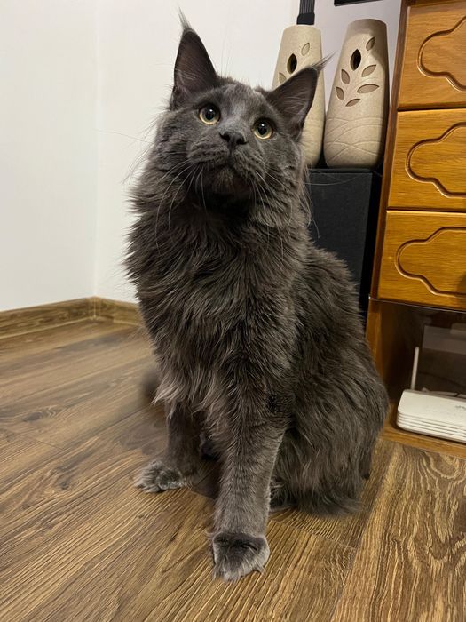 Vand motan Maine Coon