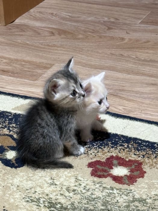 Котята мальчики и девочка