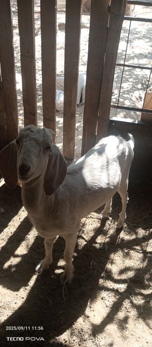 Битал ешкы битал