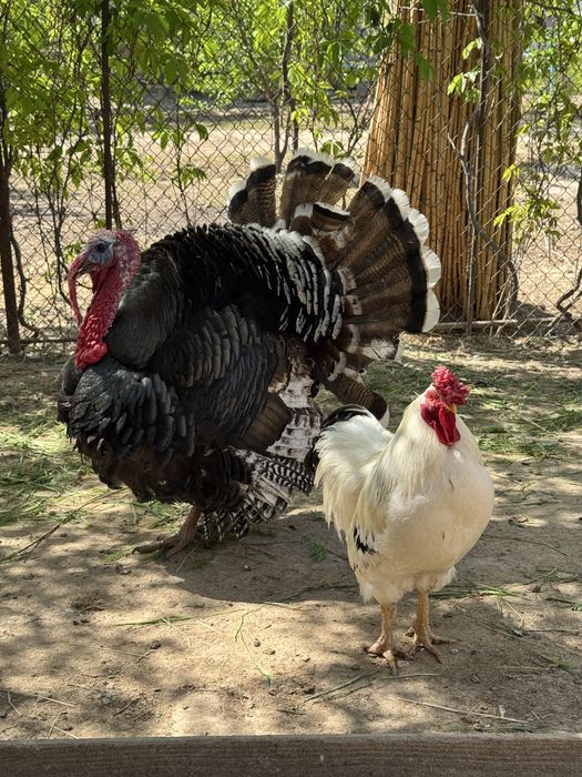 Тауық, үндік, индюк, тауык