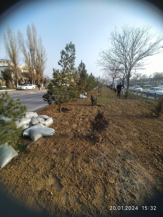 Газонлар учун чирнди гомис