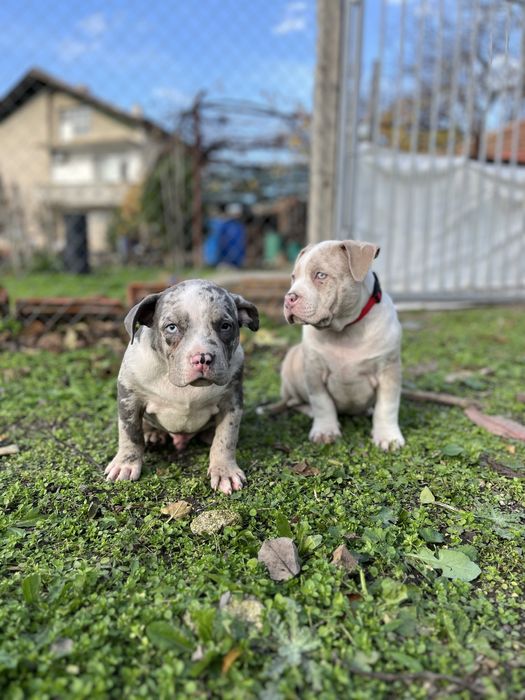 Американско Були Покет