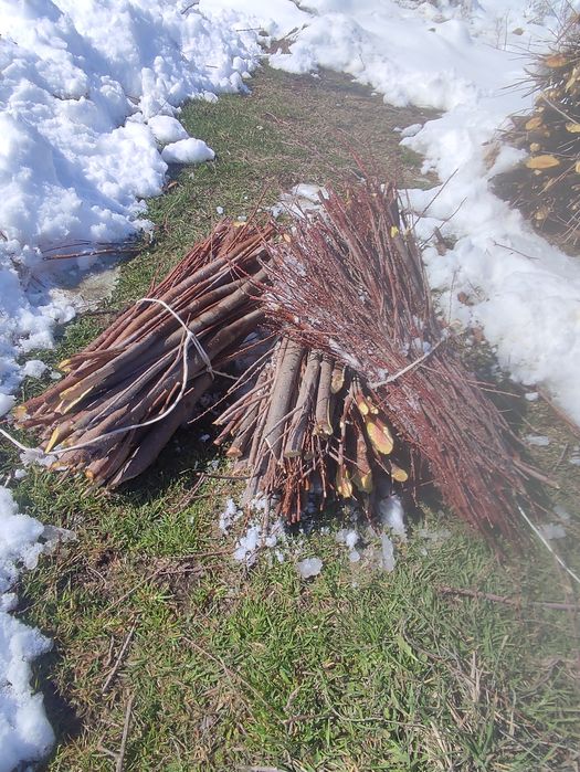 Сатылмдар бар қызытырса