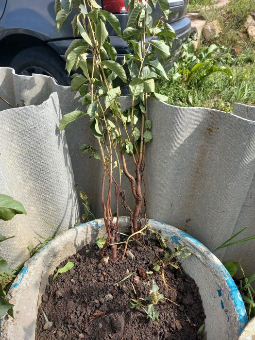 продам саженцы вишни