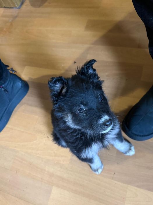 Дарю щенят!           .