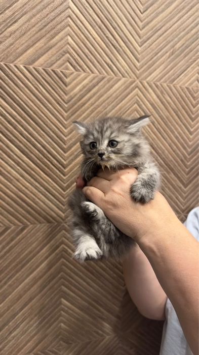 Отдам котенка мальчика