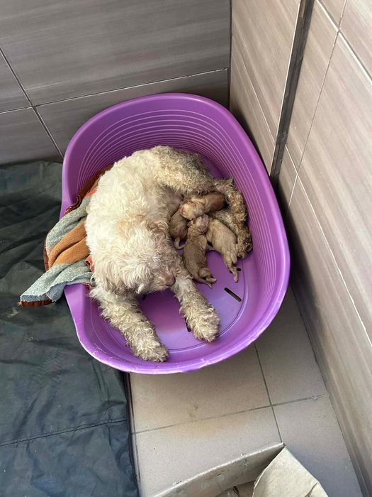 Женско Лагото с кученца