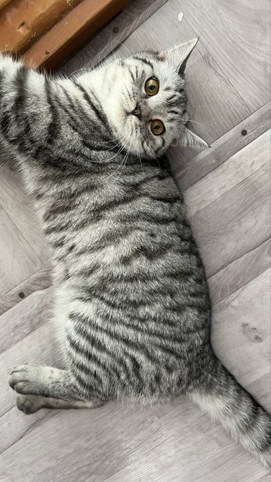 Британцы котята бронь