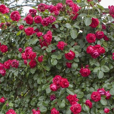 Плетистые роза сотилади