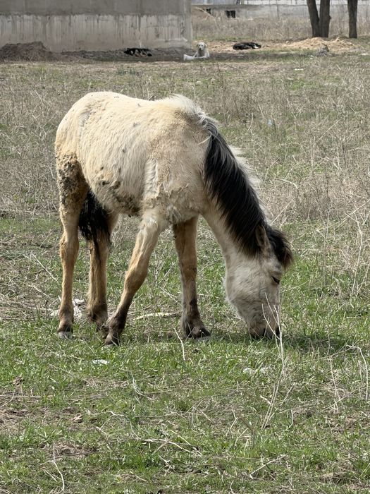 2 бас тай сатылады жуас