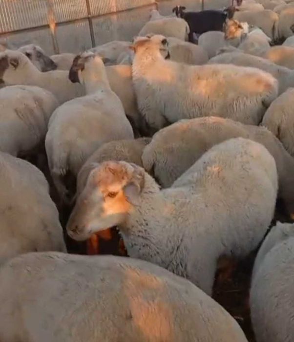 Семіз  қойлар -жирные бараны