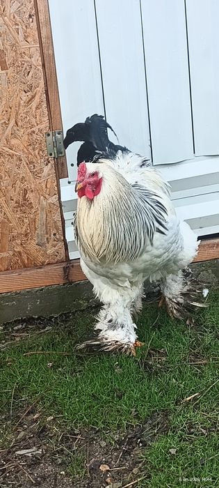 Cocoș Brahma HD h