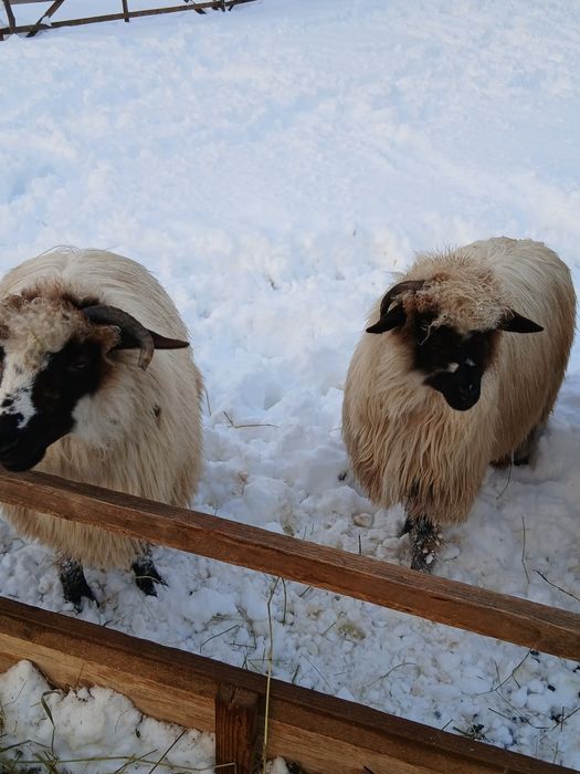 Vând două miele din primăvară.
