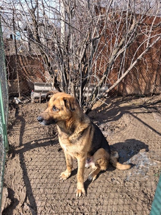 Отдам в добрые руки