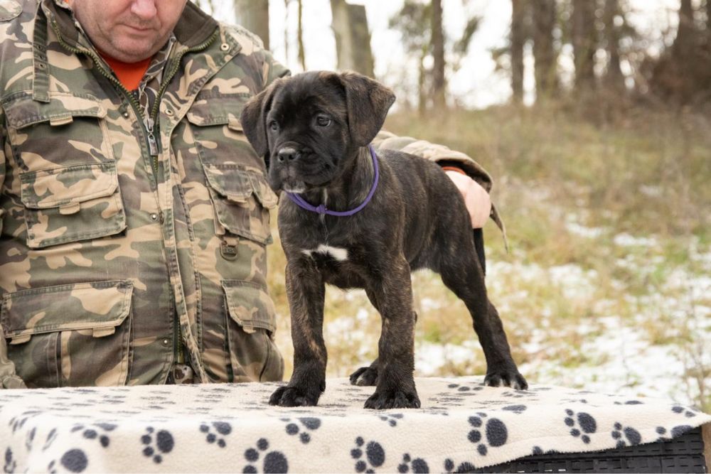 Cane Corso femela 3 luni
