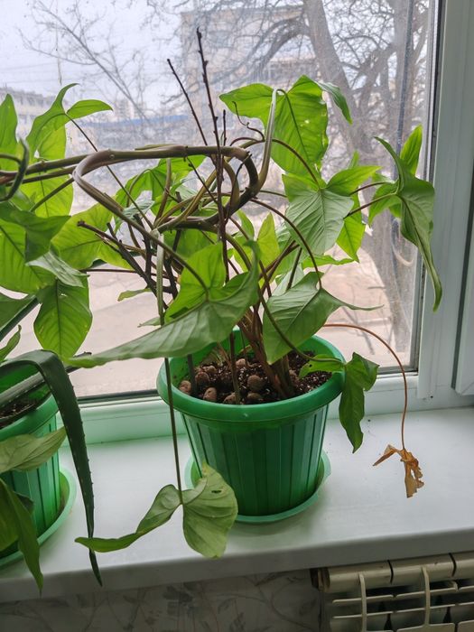 Комнатные растения