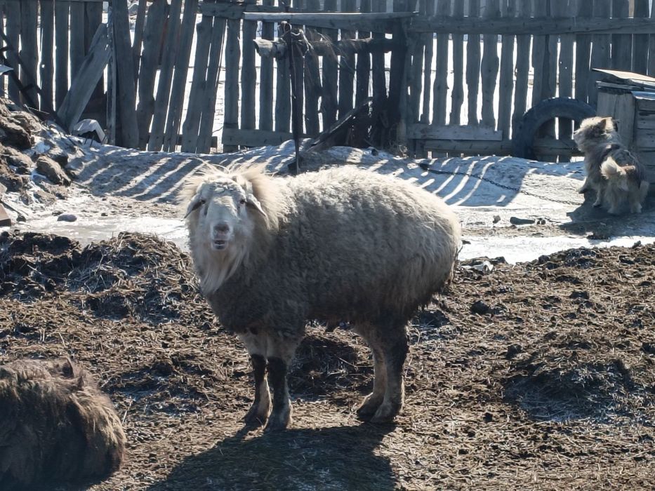 Қошқар  сатылады