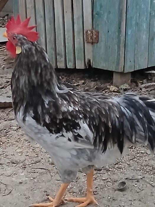 Vand cocosi Italieni