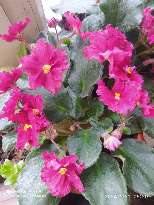 Продам комнатные цветы