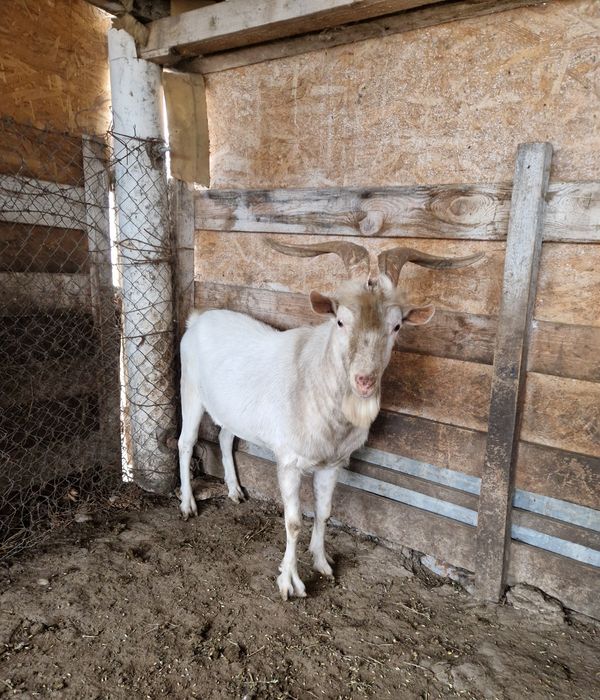 Vând țap rasa Saanen